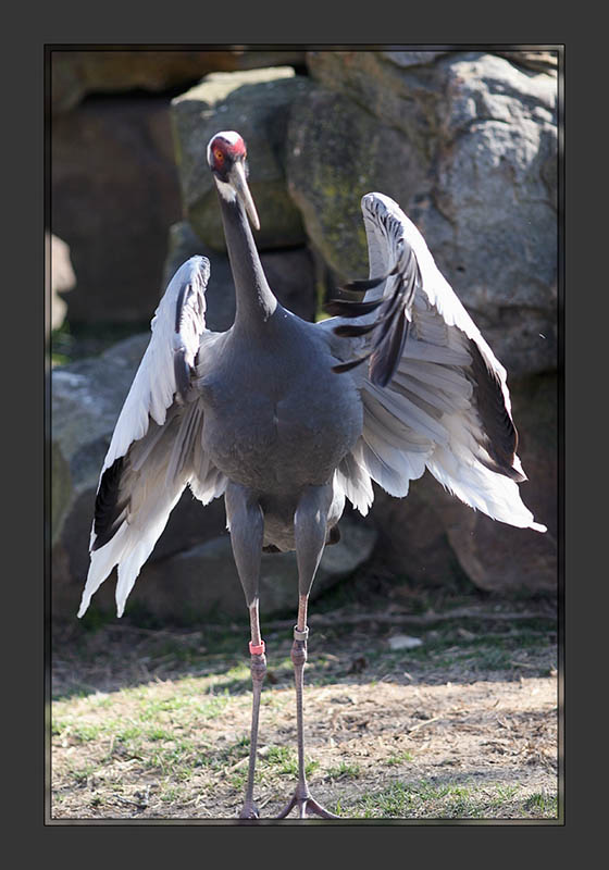 Sandhill Crane3