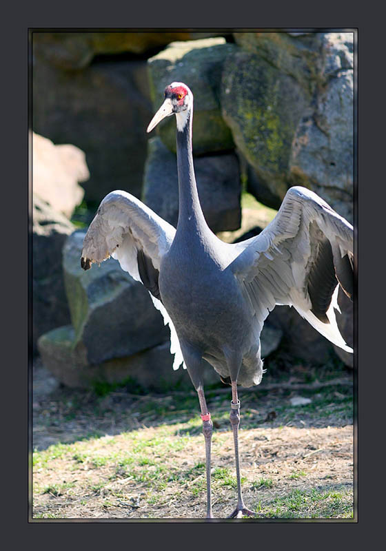 Sandhill Crane4