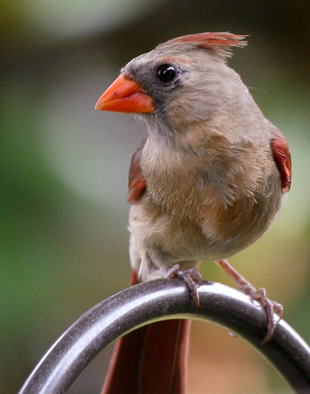 Cardinal