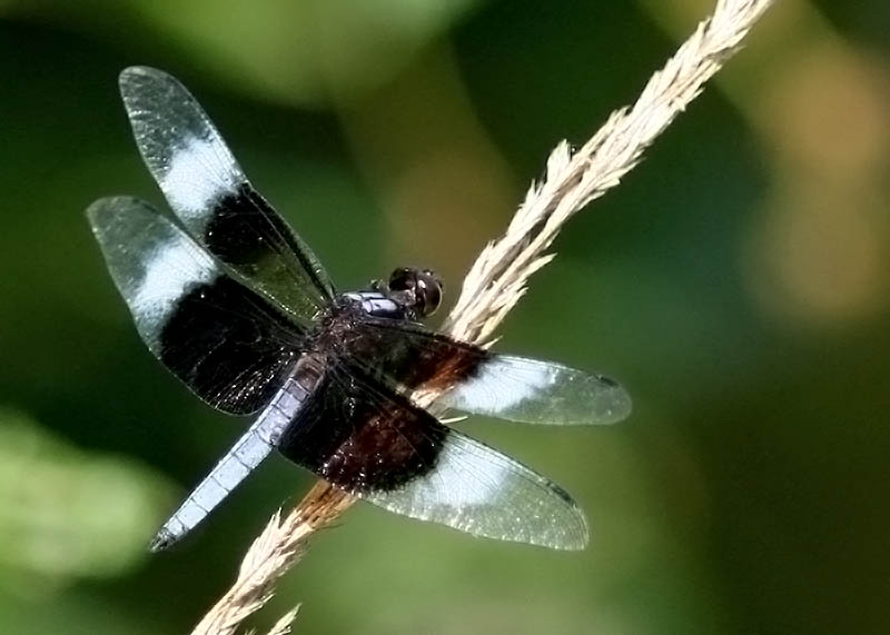 Common Whitetail Skimmer2