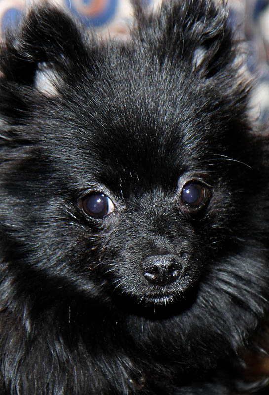 Sophie