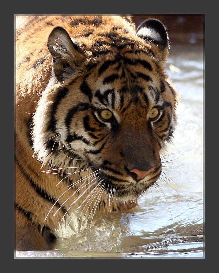 Tiger2