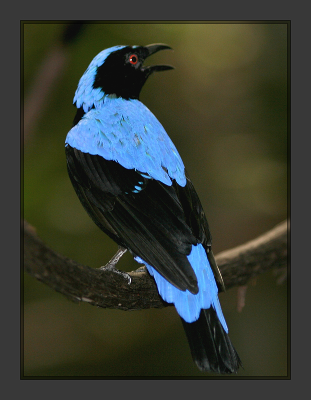 Asian Fairy Bluebird