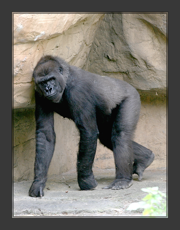 Gorilla