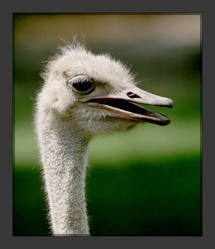 Ostrich