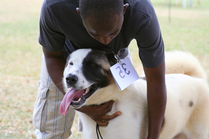Akita