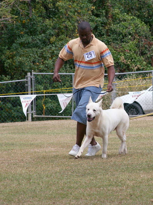 Akita