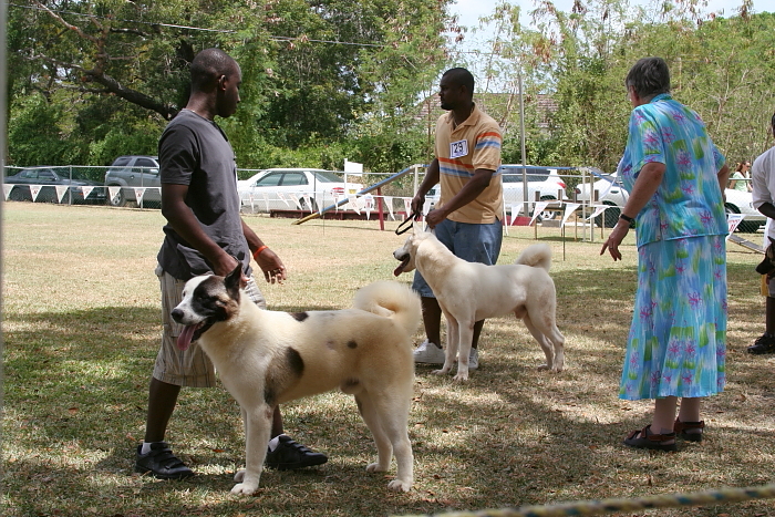 Akitas