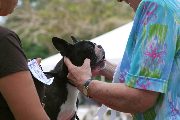 Boston Terrier