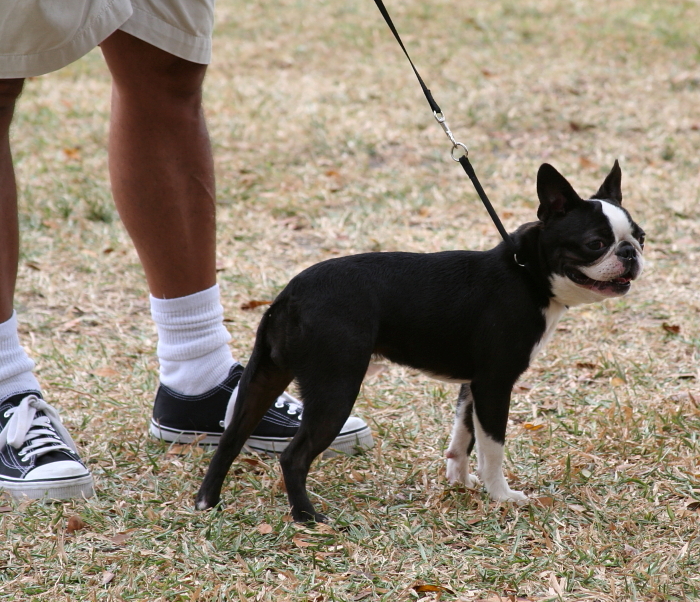 Boston Terrier