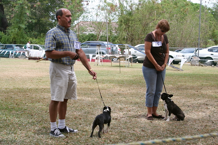 Boston Terrier