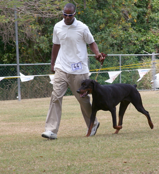 Doberman Pinscher