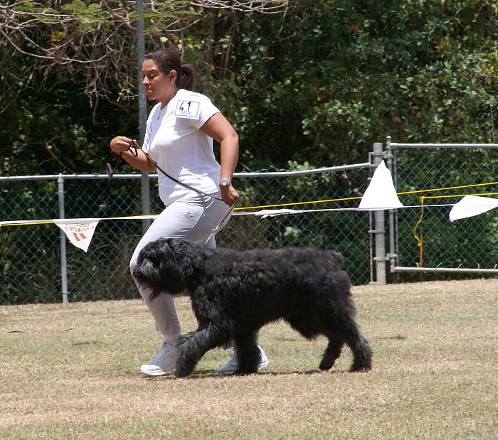 Bouvier Des Flandres