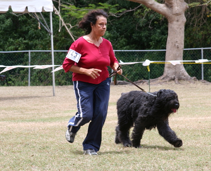Bouvier Des Flandres