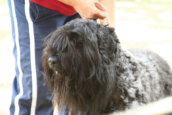 Bouvier Des Flandres