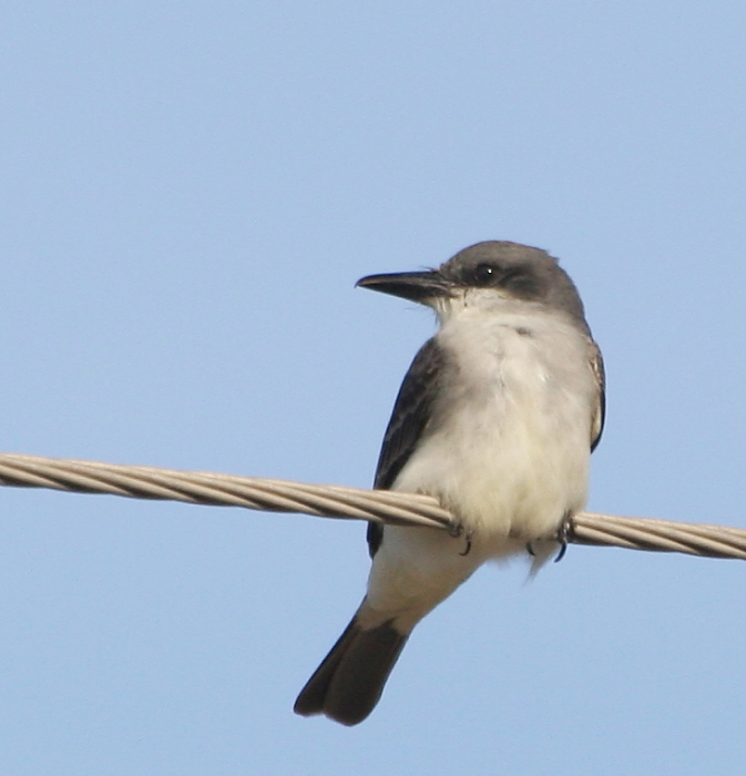 Gray Kingbird