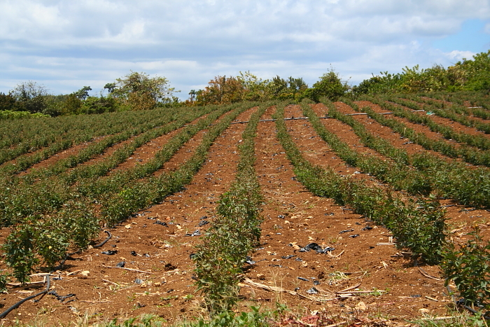 Fields and Hills