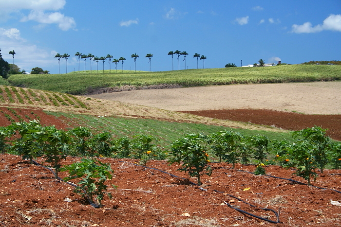 Fields and Hills
