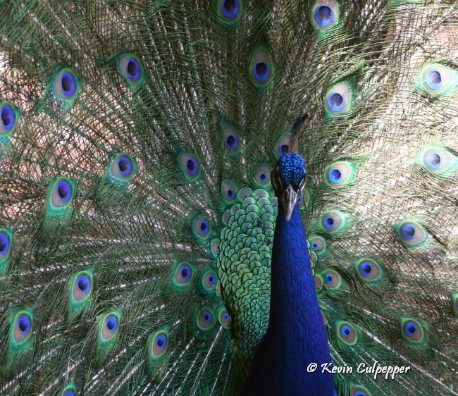 peacock
