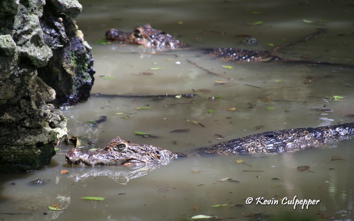 Spectacled Caiman