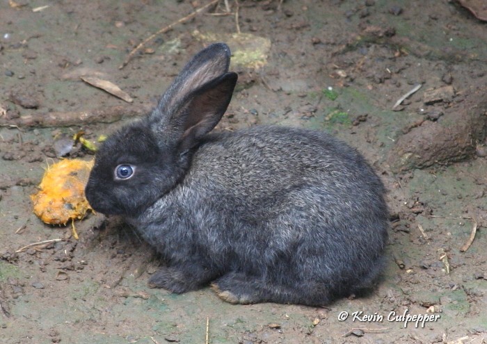 Bunny
