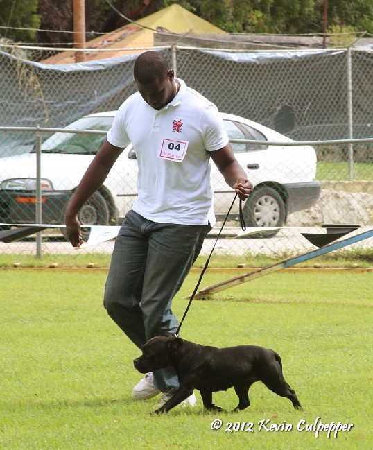 Staffordshire Bull Terrier