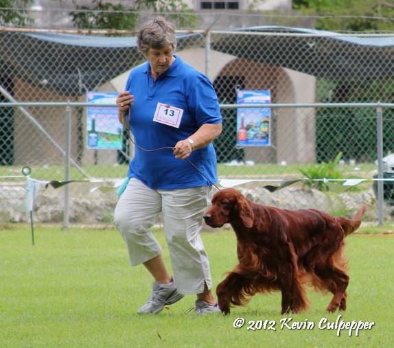 Irish Setter (Best in Show Winner)