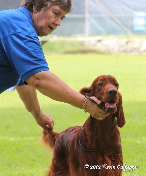 Irish Setter (Best in Show Winner)