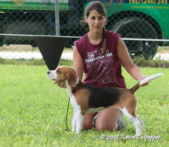 Beagle