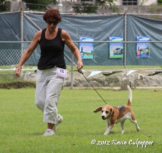 Beagle