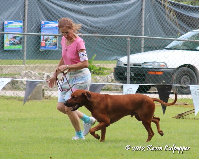 Rhodesian Ridgeback