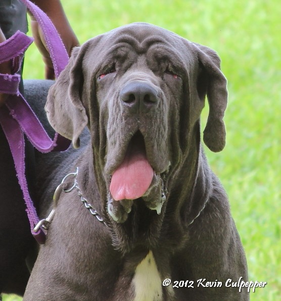 Neapolitan Mastiff