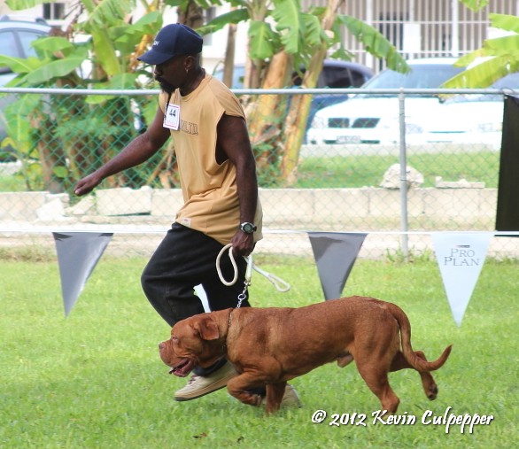 Dogue de Bordeaux