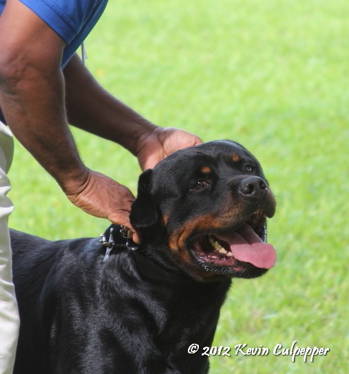 Rottweiler