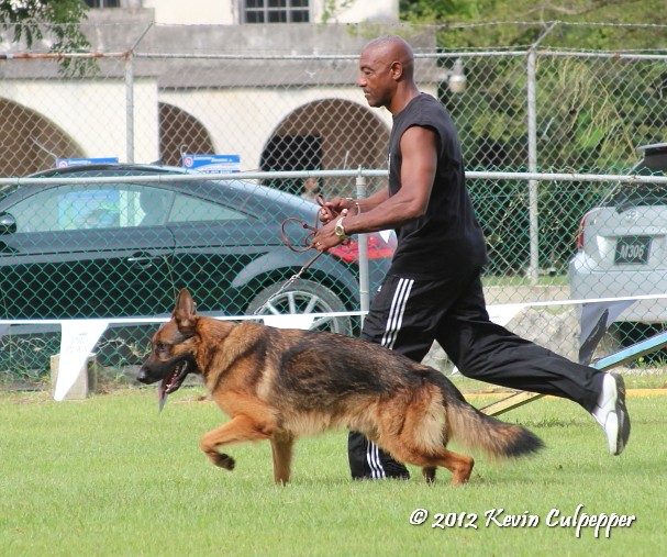 German Shepherd