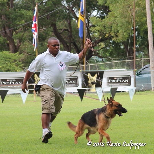 German Shepherd