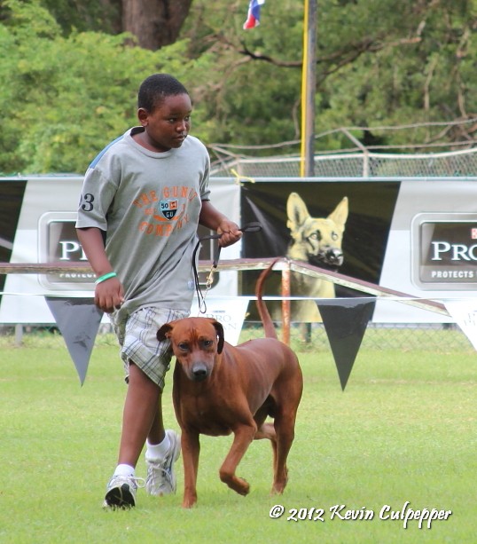 Rhodesian Ridgeback