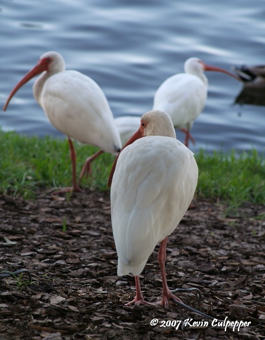 Ibis