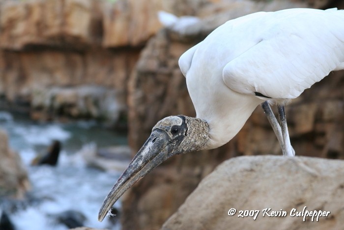 Wood Stork