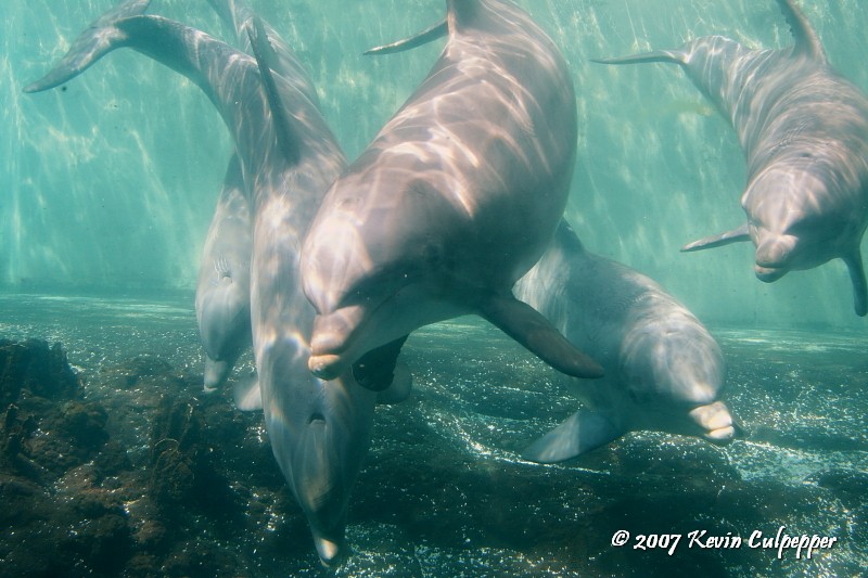 Dolphins