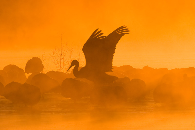 Sandhill Cranes in Fog at Sunrise.jpg