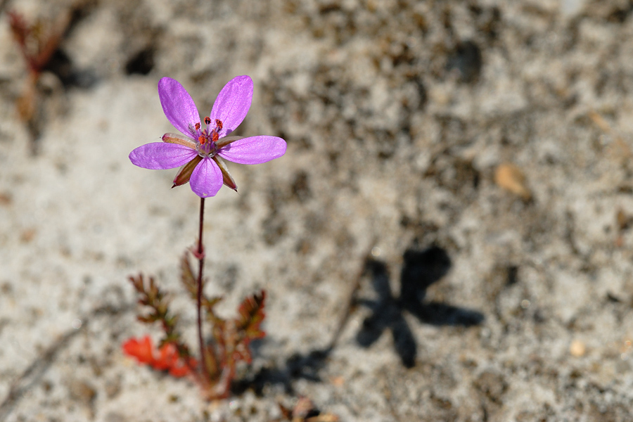 Redstem Storksbill, Erodium cicutarium, Hejrenb 2