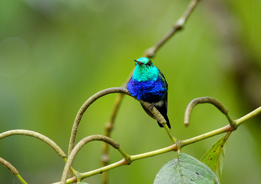 Violet-bellied Hummingbird