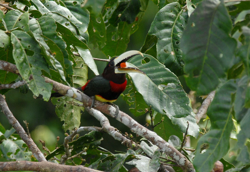 Ivory-billed Aracari