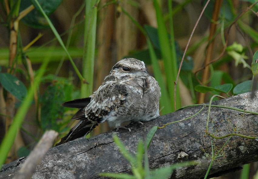 Ladder-tailed Nightjar