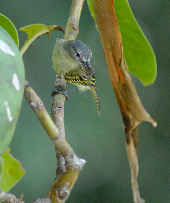 Slender-footed Tyrannulet