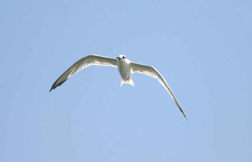 Sandwich Tern