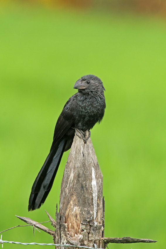 Groove-billed Ani