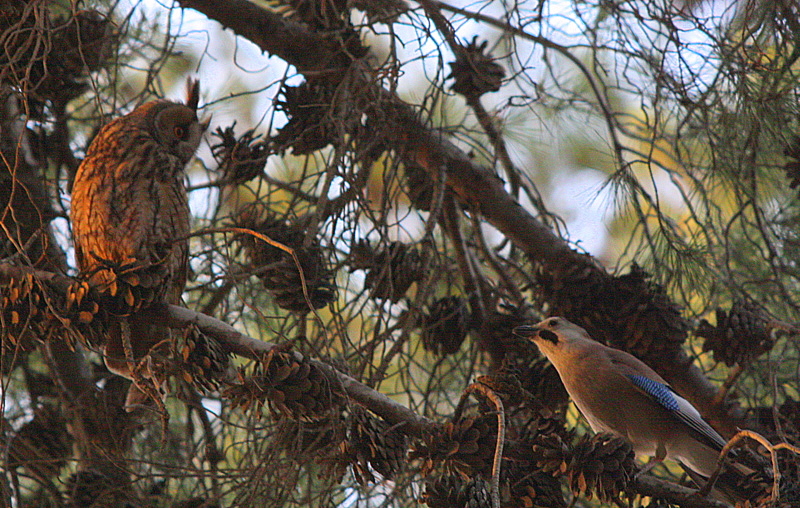 Long-eared Owl and a Euroasian Jay, Israel.