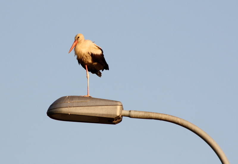 White Stork, Israel.